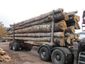 LKW-Ladung Rundholz – Buche, Eiche, Hainbuche – 25 Ster
